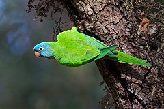 Blue-crowned Parakeet